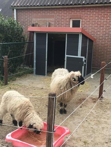ministallen  shetland stallen alpaca minikoe mini-ezel paard beschikbaar voor biedingen