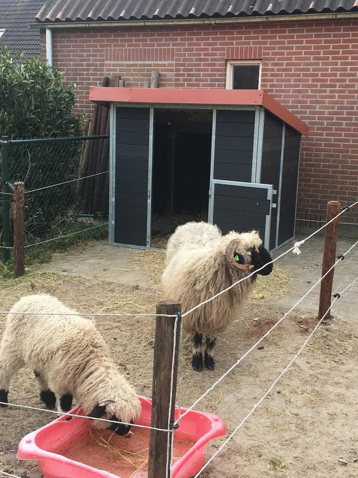 ministallen  shetland stallen alpaca minikoe mini-ezel paard, Dieren en Toebehoren, Stalling en Weidegang, Opfok, Stalling, Weidegang