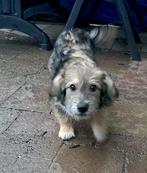 GEZELLIG TEEFJE SHADY IN NL WAAR MAG ZIJ NAAR TOE VERHUIZEN?, Dieren en Toebehoren, Honden | Niet-rashonden, Particulier, 15 weken tot 1 jaar