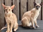 Siamees en Oosterse korthaar (11 maanden) samen, Dieren en Toebehoren, Meerdere dieren, Gechipt, 0 tot 2 jaar