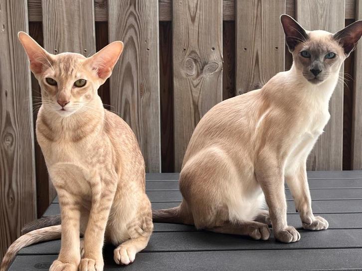 Siamees en Oosterse korthaar (11 maanden) samen, Dieren en Toebehoren, Katten en Kittens | Raskatten | Korthaar, Meerdere dieren