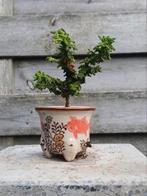 Mini (mame) Sekka Hinoki Cypress bonsai, Ophalen of Verzenden, Overige soorten, Minder dan 100 cm