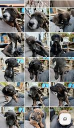 Zijn het geen leukerds verblijf cyprus, Dieren en Toebehoren, 15 weken tot 1 jaar, Handelaar, Buitenland, Parvo