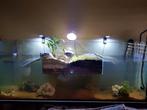 Uniek aquarium schildpadden!, Dieren en Toebehoren, Reptielen en Amfibieën | Toebehoren, Ophalen, Gebruikt, Overige typen