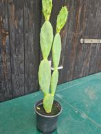 Cactus, Tuin en Terras, Volle zon, Vaste plant, Zomer, Ophalen