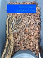 Piebald low white male ballpython., Slang