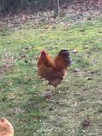 Wyandotte kriel hanen, Dieren en Toebehoren, Pluimvee, Mannelijk, Kip