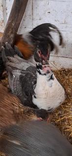 muskuseenden, Dieren en Toebehoren, Mannelijk, Eend