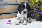 Leuke beagle x cocker spaniel (bocker) pups., Dieren en Toebehoren, Nederland, Overige rassen, 8 tot 15 weken, CDV (hondenziekte)