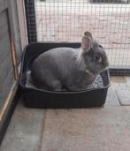 2 lieve konijnen zoeken een nieuw baasje, Meerdere dieren, Middelgroot, 3 tot 5 jaar