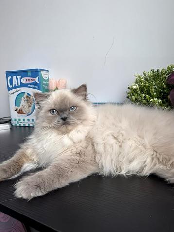 Raszuivere Perzische Langhaar Kitten op zoek naar een huisje beschikbaar voor biedingen