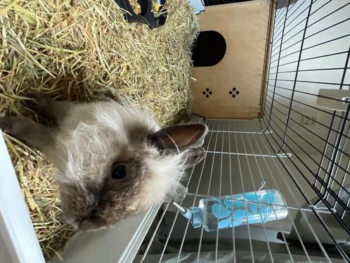 Gratis af te halen dwergkonijn ZSM, Dieren en Toebehoren, Konijnen, Dwerg, Vrouwelijk, 0 tot 2 jaar