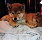 Prachtig gezonde en zeer lieve Shiba Inu teefjes, Dieren en Toebehoren, Overige rassen, CDV (hondenziekte), 8 tot 15 weken, Teef
