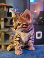 ☆Top ras☆ Bengaalse kittens met stamboom, moeder kampioen 🏆, Dieren en Toebehoren, Meerdere dieren, Met stamboom