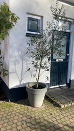 Prachtige olijf in grote elho pot, Tuin en Terras, Planten | Bomen, Ophalen, Volle zon, Overige soorten, 100 tot 250 cm