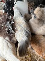 3 jong volwassen sabelpoot kriel hennen, Dieren en Toebehoren, Pluimvee, Vrouwelijk, Kip