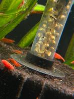 ️❗️Actie️❗️ Neocaridina Bloody Mary vuurgarnalen, Kreeft, Krab of Garnaal