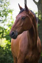 Vlotte en veelzijdige allrounder ruin, Dieren en Toebehoren, Paarden, Springpaard, Gechipt, Ruin, 170 tot 175 cm