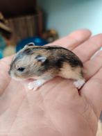 Tamme dwerghamsters uit het hamsterhuis (met kooi/spullen), Dieren en Toebehoren, Knaagdieren, Hamster, Januari, Meerdere dieren