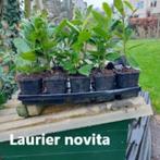 Laurier, Ophalen, Laurier, Haag, Minder dan 100 cm
