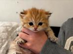 Prachtig britse korthaar kitten NOG 1 beschikbaar!, Dieren en Toebehoren, Katten en Kittens | Raskatten | Langhaar, 0 tot 2 jaar