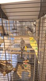 Meerdere vogels en kooien, Meerdere dieren, Parkiet