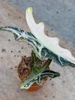 Alocasia Nobilis Pink Variegata, Huis en Inrichting, Kamerplanten, Ophalen of Verzenden, Halfschaduw, Minder dan 100 cm