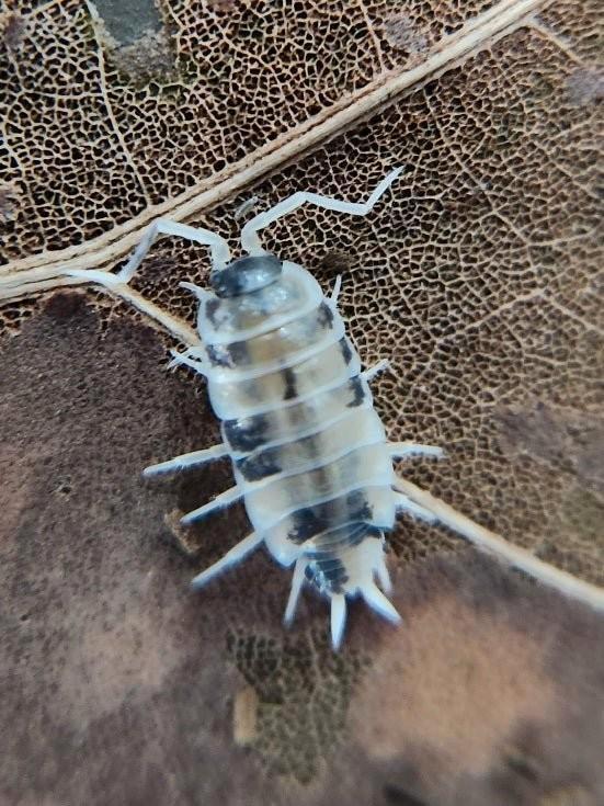 Porcelio leavis oreo cookie, Dieren en Toebehoren, Insecten en Spinnen, Bijen
