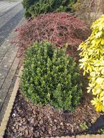 Japanse hulst, Tuin en Terras, Ophalen, Hulst, Struik, Minder dan 100 cm