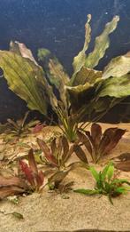 Echinodorus ozelet red stekjes te koop!, Ophalen, Nieuw, Plant(en), Steen of Hout