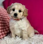 Maltipoo pups  vanaf  900€ vandaag bent u  welkom