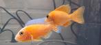 Aulonocara Fire Fish koppel malawi cichliden, Vis, Zoetwatervis