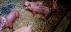 Duroc biggen te koop, Dieren en Toebehoren, Vrouwelijk, Varken