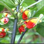 IMPATIENS  Niamniamensis stekken, Ophalen