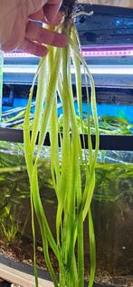 Valisneria gigantica €2,50, Dieren en Toebehoren, Vissen | Aquaria en Toebehoren, Ophalen of Verzenden, Plant(en), Steen of Hout