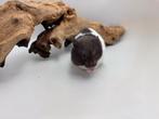 Goudhamster, Dieren en Toebehoren, Knaagdieren, Meerdere dieren, Hamster, Tam
