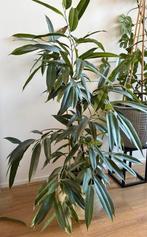 Amstel king ficus met mooie glanzende bloempot, Ophalen, Ficus, Halfschaduw, Minder dan 100 cm