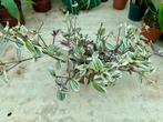 Tradescantia Lilac Prairie - Kamerplant, Overige soorten, In pot, Minder dan 100 cm, Groene kamerplant