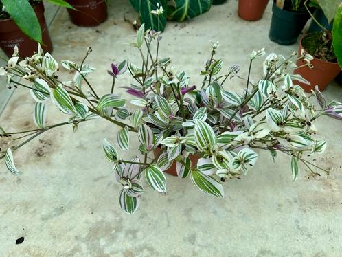 Tradescantia Lilac Prairie - Kamerplant, Huis en Inrichting, Kamerplanten, Overige soorten, Minder dan 100 cm, Groene kamerplant