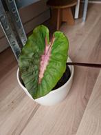 Colocasia Redemption plant, exclusief bloempot, Huis en Inrichting, Kamerplanten, Ophalen of Verzenden