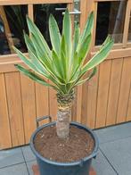 Yucca Gloriosa Variegata, Ophalen, Zomer, Overige soorten, Volle zon