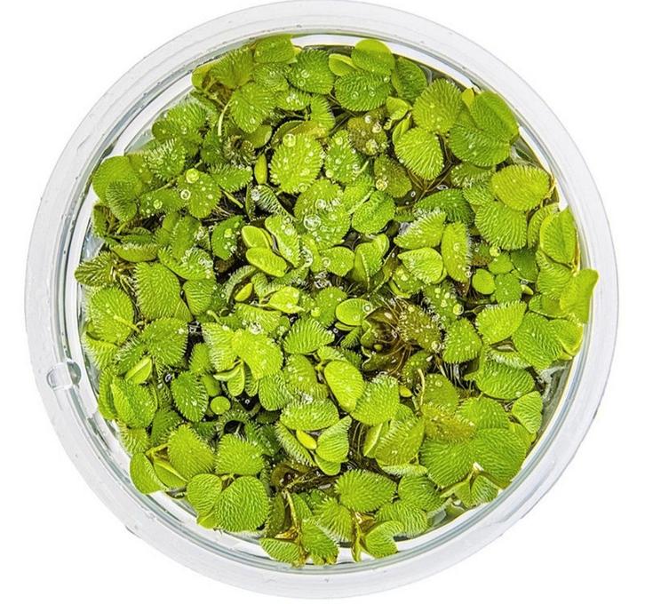 Salvina Minima aquarium drijfplanten | Aquariumplante, Dieren en Toebehoren, Vissen | Aquaria en Toebehoren, Nieuw, Plant(en), Steen of Hout