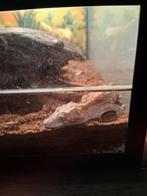 Te koop jonge gekko met terraruim, Dieren en Toebehoren, Ophalen, Zo goed als nieuw, Terrarium of Paludarium