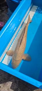 ginrin chagoi 60/65 cm, Dieren en Toebehoren, Vissen | Vijvervissen, Karper of Koi