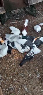Haagse tilduiven lokkers kroppers, Meerdere dieren
