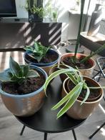 Leuke plantjes 3.95 pst, Huis en Inrichting, Kamerplanten, Ophalen, Halfschaduw, Minder dan 100 cm