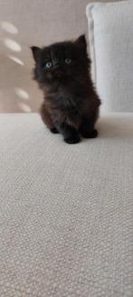 3 lieve half Main Coon half Perzische kittens.