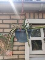 Aporocactus, Huis en Inrichting, Kamerplanten, Ophalen, Overige soorten, Minder dan 100 cm