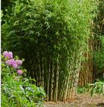 Gratis bamboe, Tuin en Terras, Planten | Tuinplanten, Ophalen of Verzenden, Overige soorten, Halfschaduw