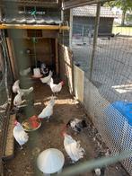 Trio Bassette kriel 2 hennen 1 haan, Dieren en Toebehoren, Meerdere dieren, Kip